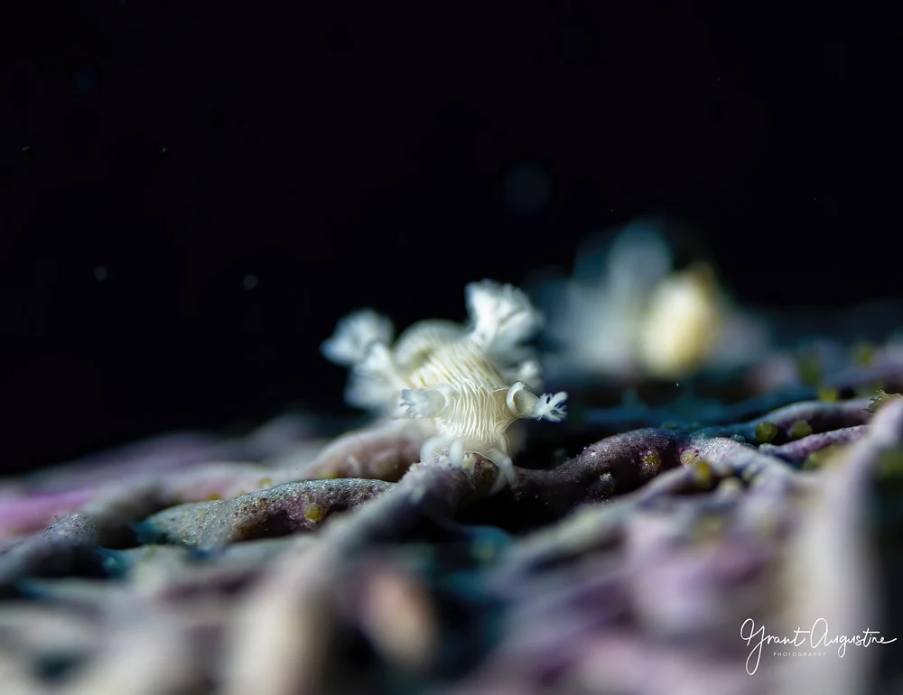 _C2A6358-Edit