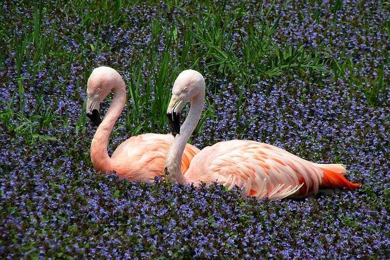 Flamingos 4-14-08