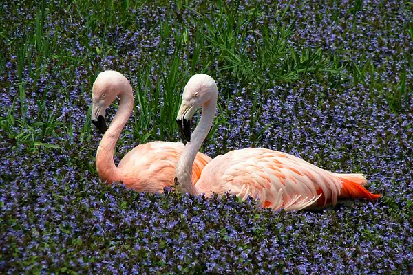 Flamingos 4-14-08 by Richard Isenhart
