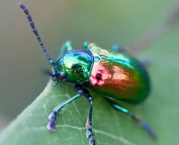 Some Bugs by Richard Isenhart