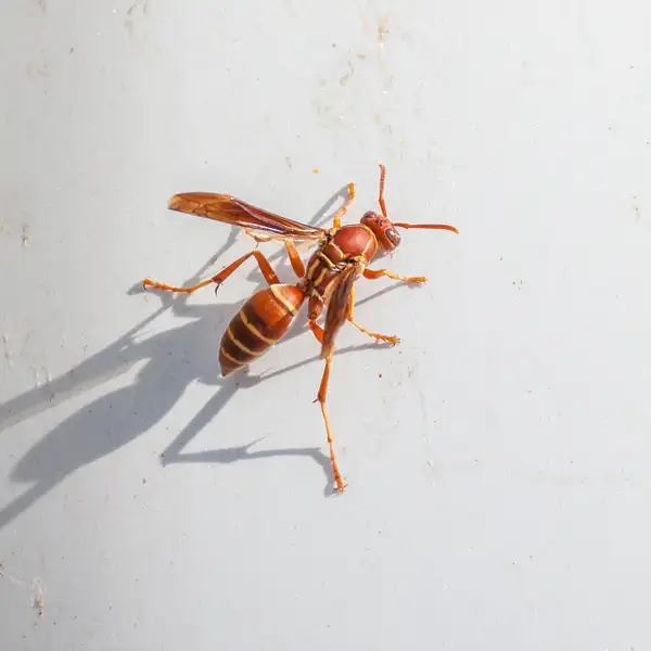 Some Bugs by Richard Isenhart by Richard Isenhart