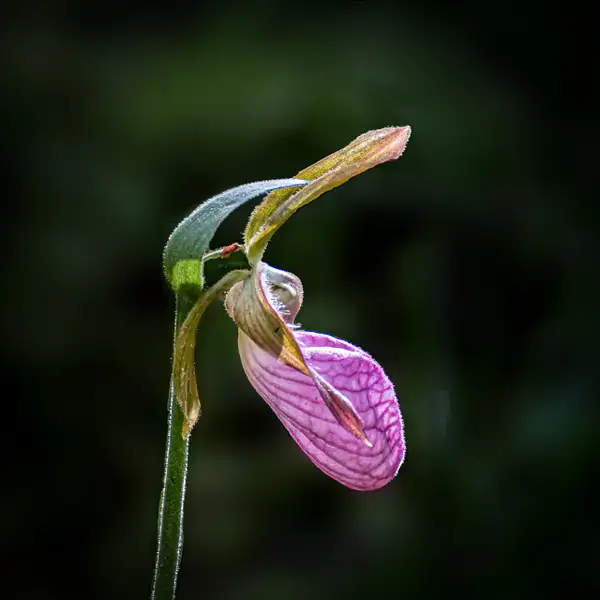 20180616-Scenic Orchids-0076-Edit-Edit-2 by Richard...