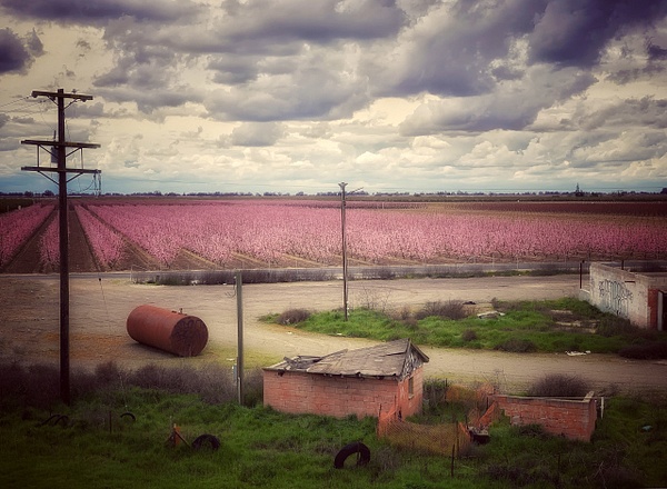 Farm, CA - California - Joanne Seador Photography  