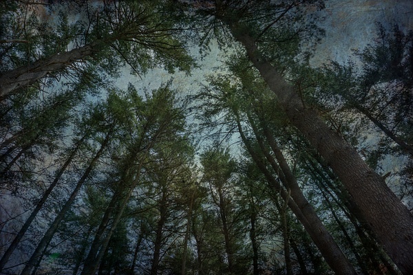 Trees 3, Carmel NY - Joanne Seador 