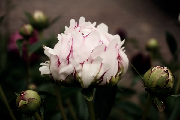 Pink peony - Flowers - Joanne Seador Photography 