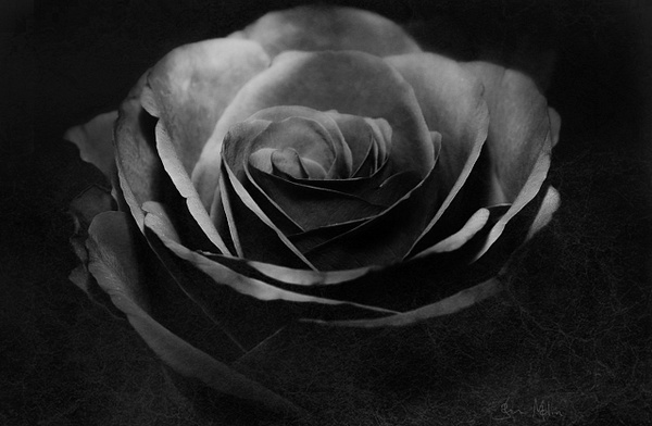 black rose3 - Black and White - Jan Molin 