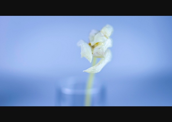 center flower falling - Flowers and leaves - Jan Molin 