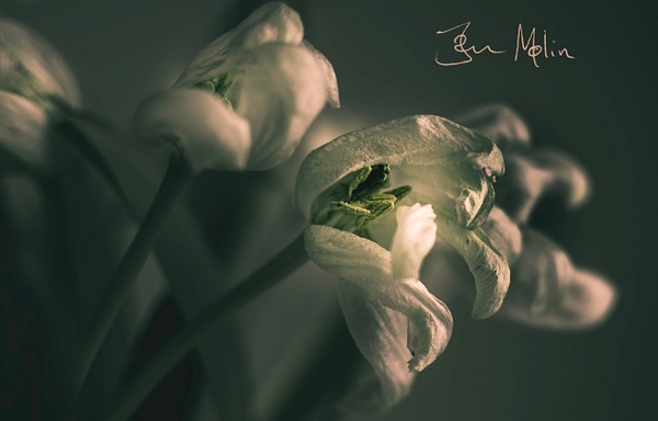 Dark flower2 - flower of all kind and leaves molin photografy 