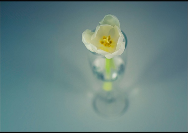 single flower - Flowers and leaves - Jan Molin