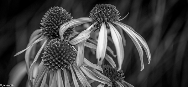 _DSC0077-5 - Black and white photography