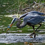 Great Blue Heron (in action)