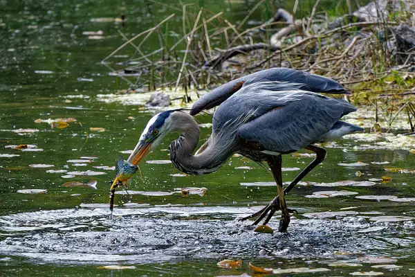 Great Blue Heron (in action) by Luc Jean