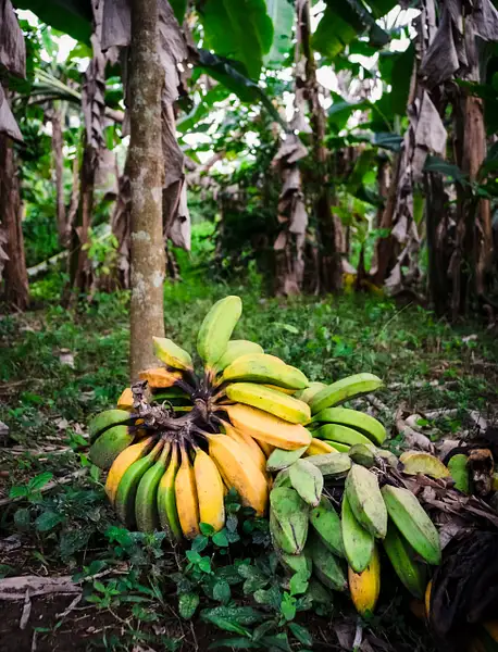 banana by Andreas Maier