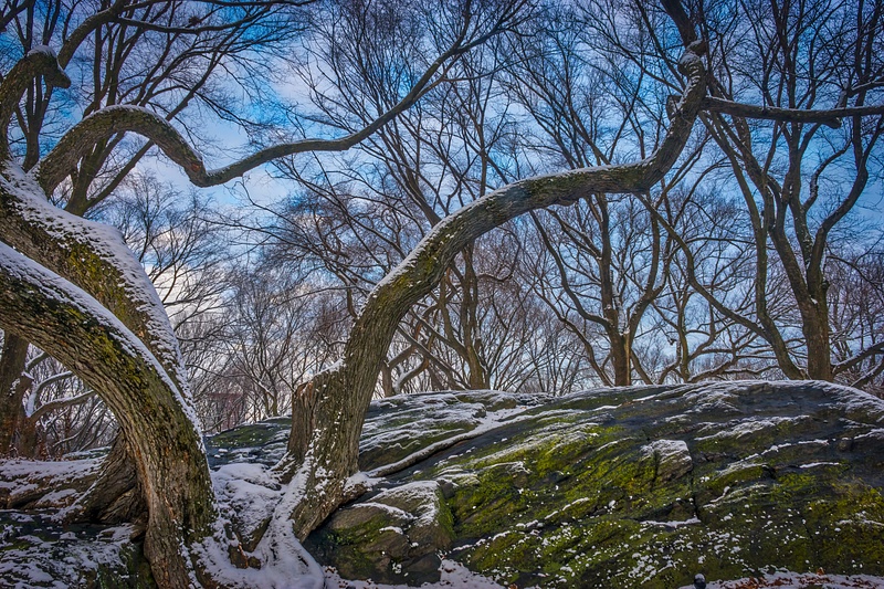 Trees (Winter)