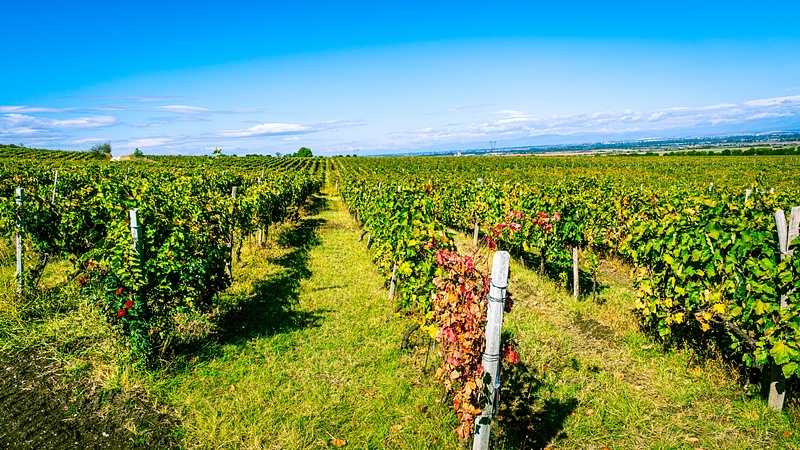 Zagreus Winery Vineyards