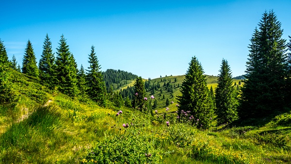 Rhodope Mountains - Код ЗЕЛЕНО - Code GREEN - Arian Shkaki 