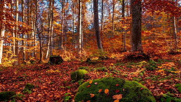 Autumn Grace by Arian Shkaki