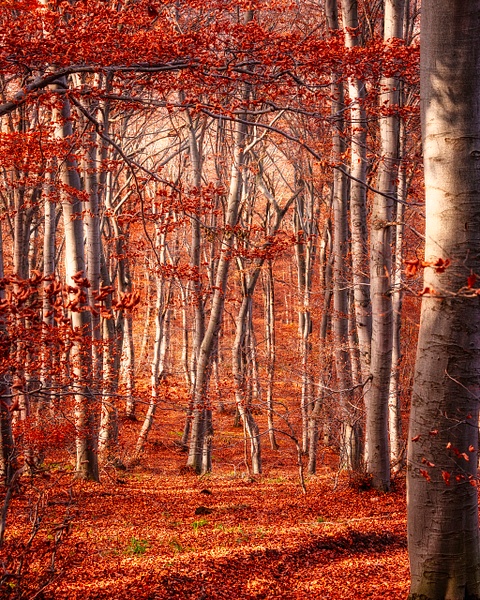 Trees of red....