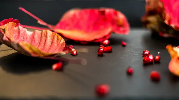 Pomegranate by Arian Shkaki