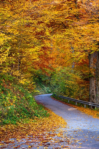 Deep into the autumn woods - Rhodope Mountains, Bulgaria - Arian Shkaki Photography 