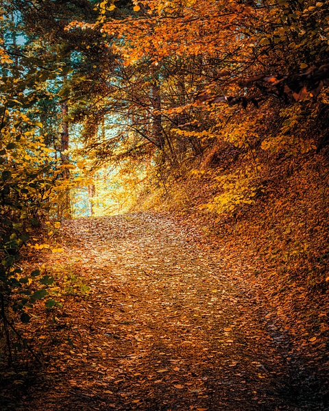 Into the autumn woodlands - Arian Shkaki 