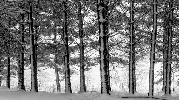 eastersnowstormtrees - Minneapolis and Minnesota - Bill Frische Photography