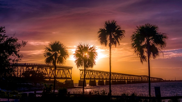 biahonda-2-19-2020-palmtrees - Key West, Florida - Bill Frische Photography 