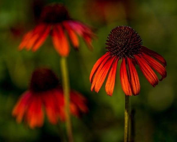 Three Cone Flowers - Miscellaneous  - Bill Frische Photography 