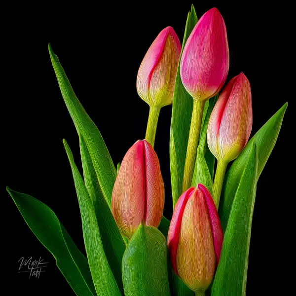 Tulips by Mark Tatt