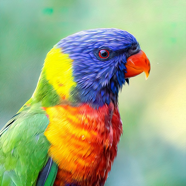 parrot in oils