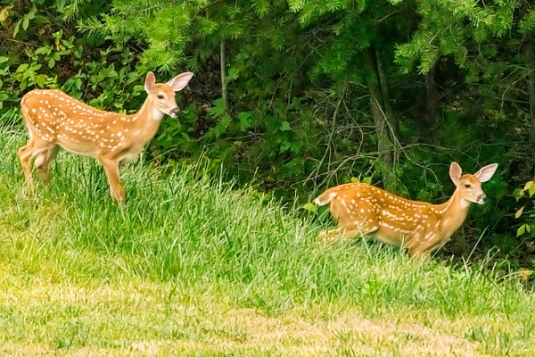 Young Fawns - Wildlife - Jim Krueger Photography  