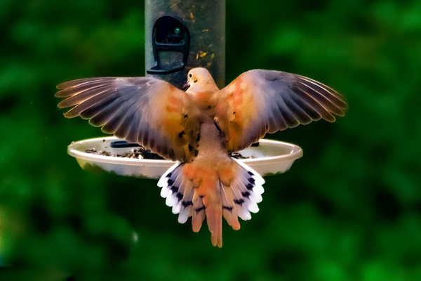 Morning Dove - Wildlife - Jim Krueger Photography 