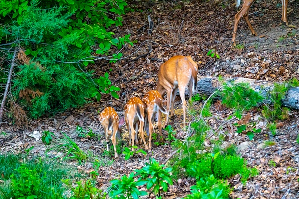 Doe and her fawns - Wildlife - Jim Krueger Photography  