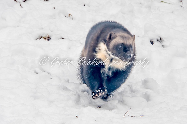 Alaskan animals Wolverine- - Alaskan Animals - Graham Reichardt Photography 