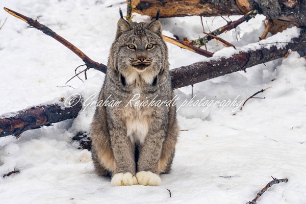 Alaskan animals-Lynx (1) - Alaskan Animals - Graham Reichardt 