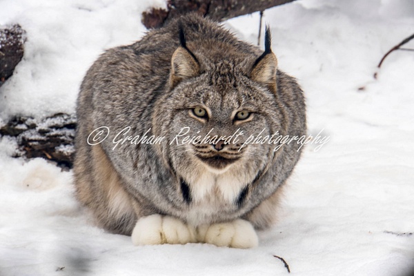 Alaskan animals-Lynx (3) - Alaskan Animals - Graham Reichardt 