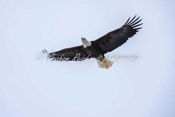 6-Bald Eagle Haines Alaska - Eagles - Graham Reichardt 
