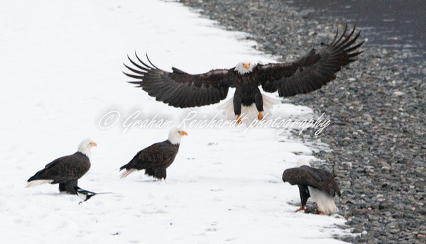 2- Bald Eagle coming in to land Haines Alaska - Eagles - Graham Reichardt Photography 