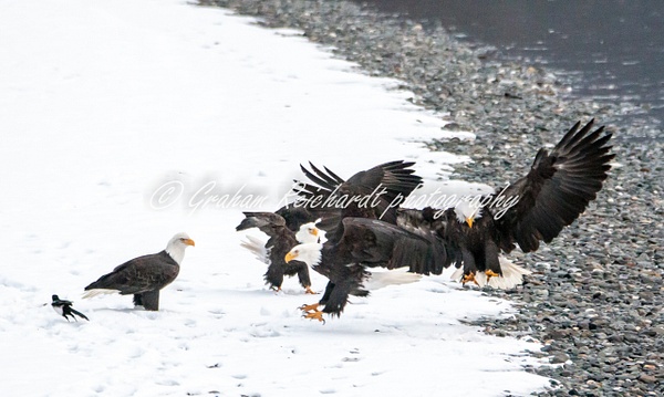 3- 5 Bald Eagles before the fight started, Haines Alaska - Eagles - Graham Reichardt Photography 