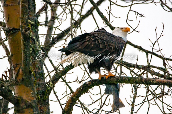 1- Bald Eagles with Salmon Haines Alaska - Eagles - Graham Reichardt