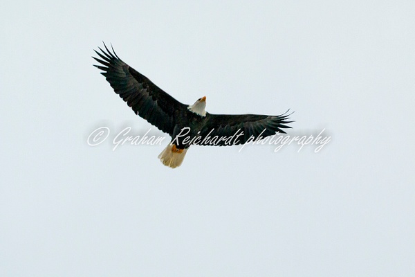 9- Bald Eagle Haines Alaska - Eagles - Graham Reichardt