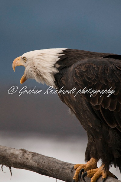 10-Bald Eagle Haines Alaska - Eagles - Graham Reichardt
