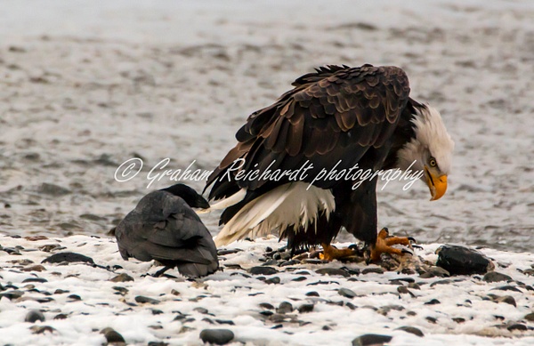 14 - Bald Eagle with a Raven pulling the tail feathers Haines Alaska - Eagles - Graham Reichardt