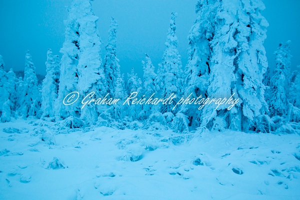 6- Black Spruce trees in Enchanted forest Dalton Highway Alaska 11-18-8 - Alaskan Scenery - Graham Reichardt Photography  