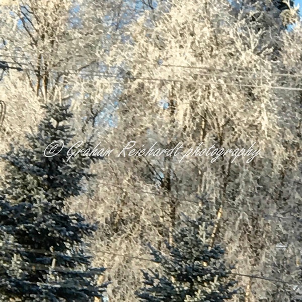 1-Hoar frost Anchorage Alaska 11-18-1 - Alaskan Scenery - Graham Reichardt 
