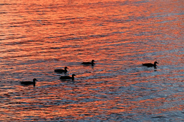 ducks in the sunset - NZ Scenery - Graham Reichardt Photography  