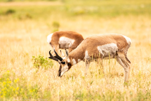 Pronghorm Antelope in Yellowstone national Park - Graham Reichardt 