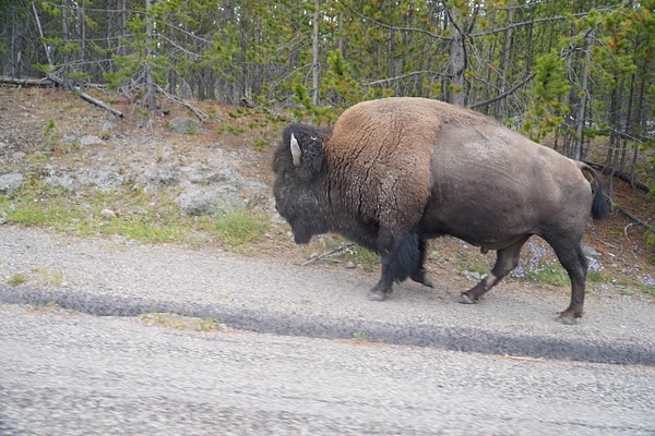 Bison on road side - Yellowstone & Montana - Graham Reichardt