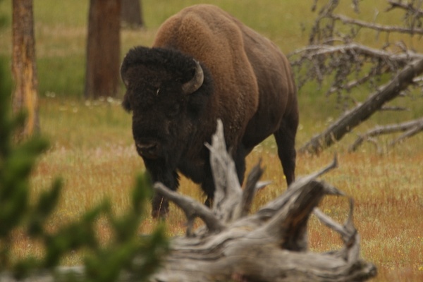 Bison - Yellowstone & Montana - Graham Reichardt 
