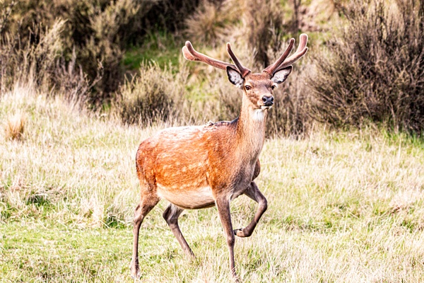 Sika Deer 2 - NZ General - Graham Reichardt Photography  